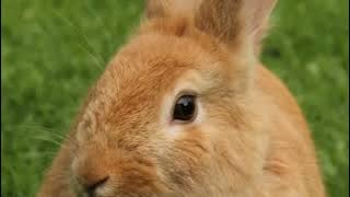 suara kelinci/rabbit voice/relaxing-pengantar tidur