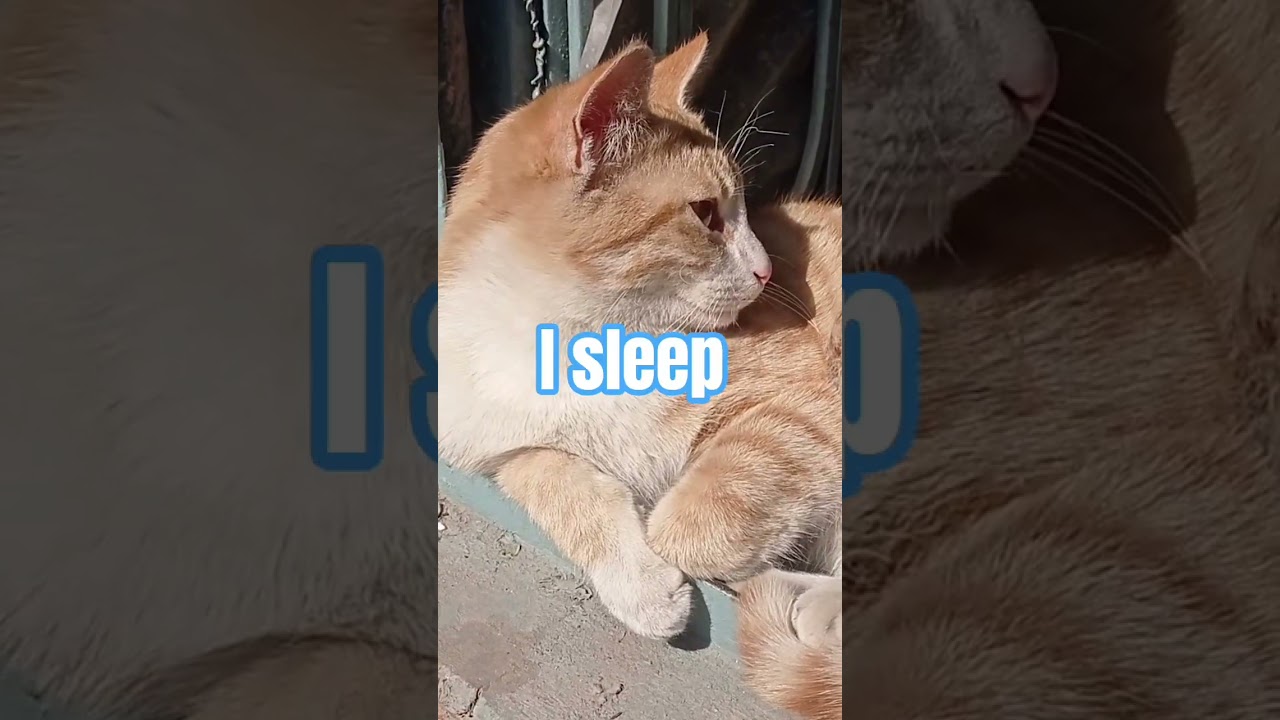 Почему снова понедельник? Понятной всем реакции кота.