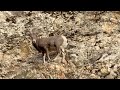 Kyhv Peak Bighorn Sheep #kyhvpeak #bighorn #wildlife #hiking