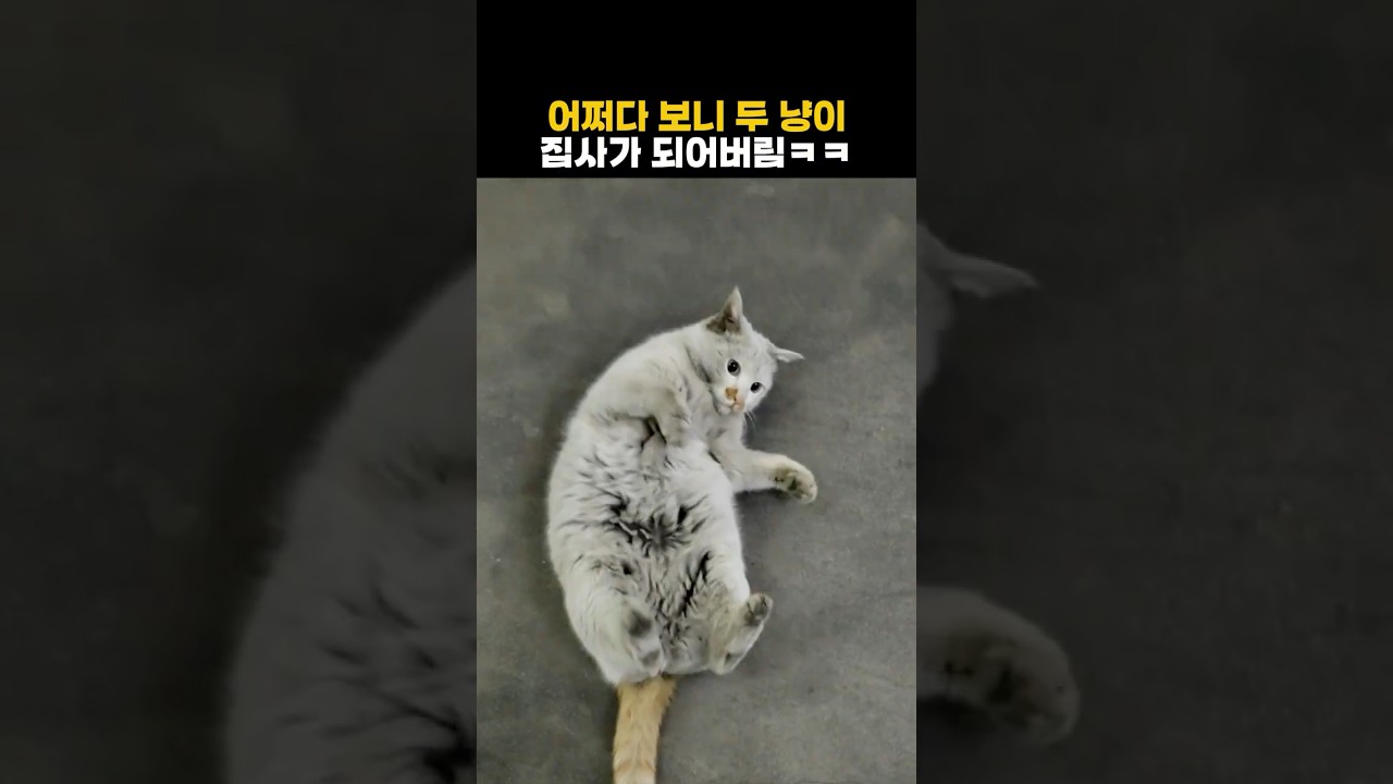 어쩌다 보니 두 냥이 집사가 되어버림