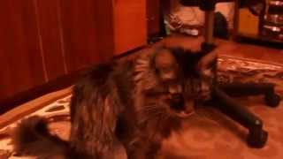 Кошка Маруська Любимица наша Кошка Маруська Любимица наша