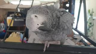 Léo my parrot play in his box