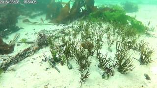 Longbeach Dive Simons Town Profile
