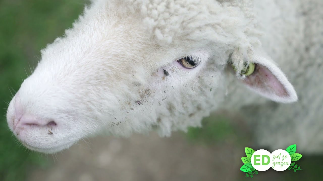 Ed Ziet Ze Vliegen #2: Op zoek naar de visarend met Ed Aldus