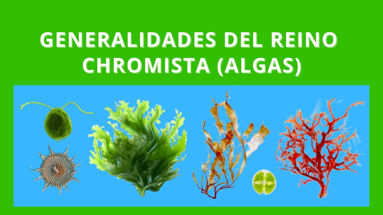 Generalidades del Reino Chromista (Algas); en menos de 2 minutos