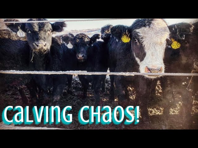 How To Band a Calf – Farm Fresh For Life – Real Food for Health & Wellness