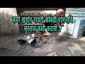 How to start gavthi kukut palan in low investment . (कमी खर्चात गावठी कोंबडी पालनाचि सुरुवात करा).