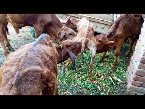 Cute Animals || three calves are drinking goat milk 🤩😋