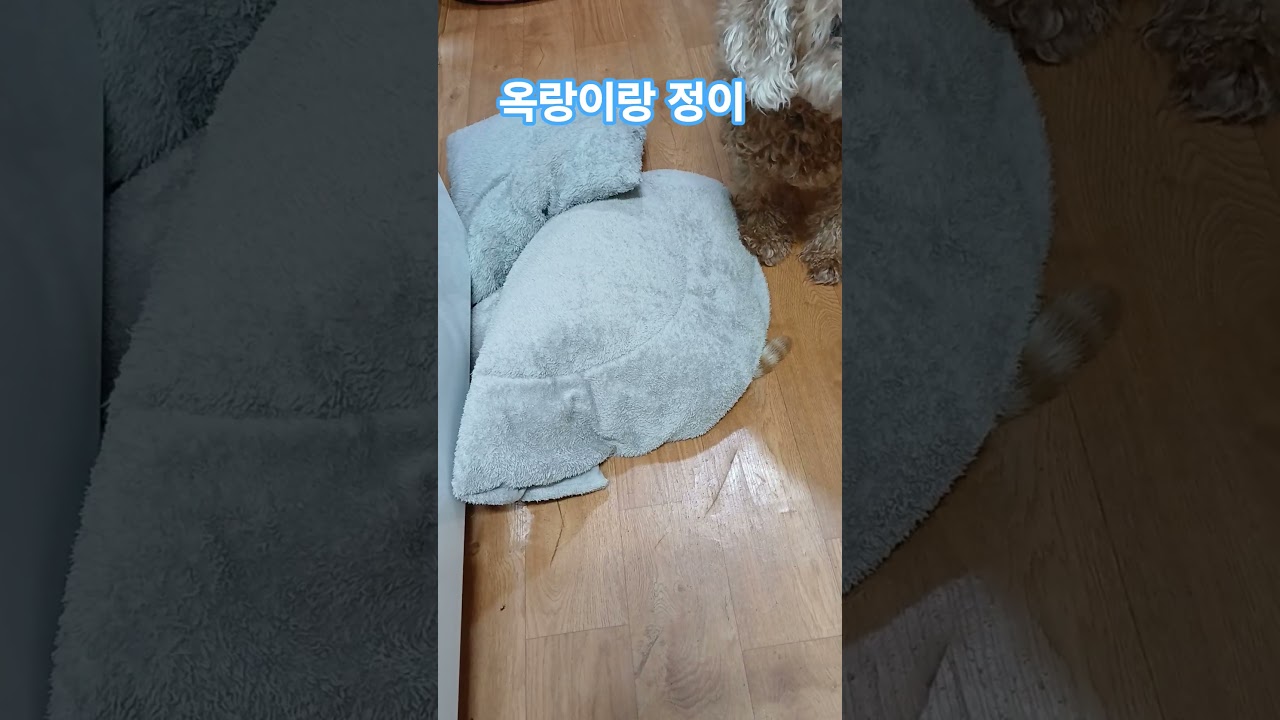 #귀여운고양이 #삼색고양이 #고양이 #강아지