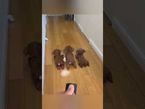 This puppy hides in his twins 😄