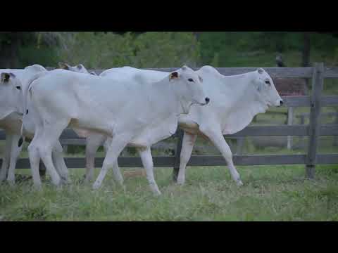 LOTE 50 NETB   123, OCT   116, 131 e 160, JTRG   594, VENX   147