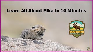 THE AMERICAN PIKA: A TALE FROM THE ROCKIES (4K )