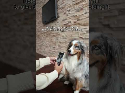 How my Dog