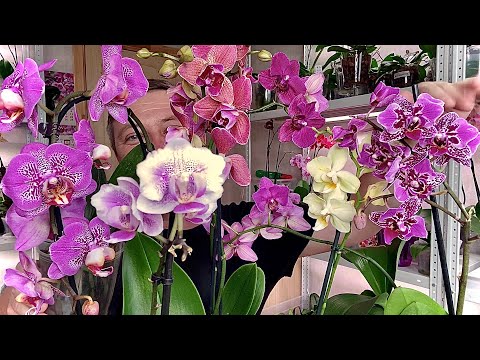 ОРХИДЕИ новые 🌸 ОБЗОР - БАБОЧКИ 🌸 ПЕЛОРИКИ 🌸