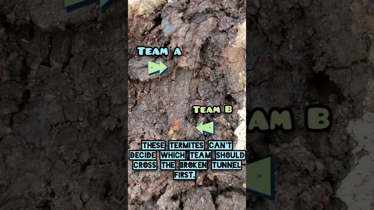 First termite team to cross broken tunnel wins