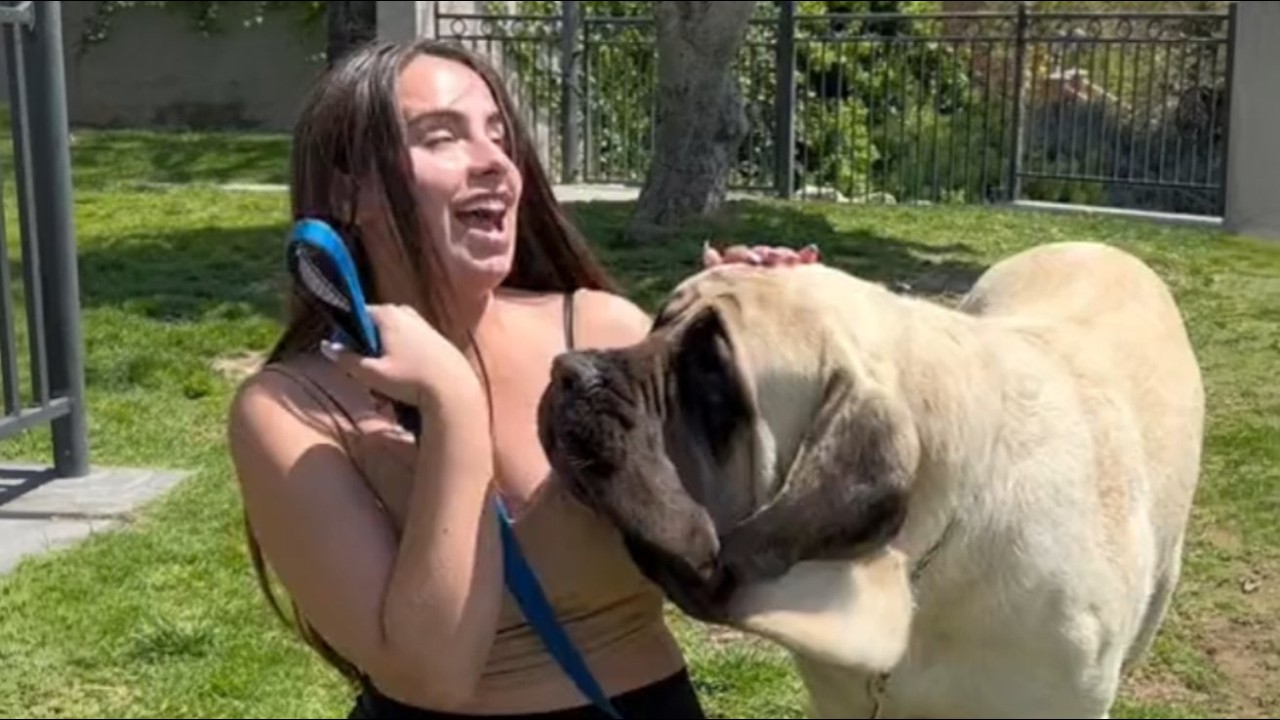 Dieser 113 Kilo Mastiff hatte noch 72 Stunden – bis eine Frau sah, was niemand sonst erkannte