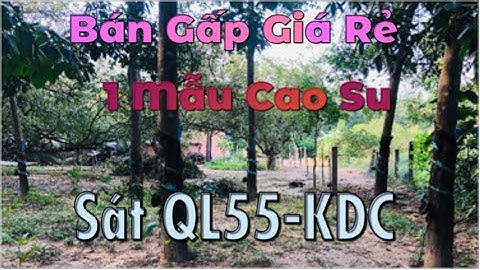 Kẹt Tiền Bán 1 Mẫu Cao Su - Thị Trấn Lạc Tánh - Vị Trí Đẹp - Giá Bao Rẻ Đừng Bỏ Lỡ  - nhà đất đnb