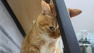 When Cats Use 100% of Their Brain