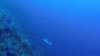 Grey Reef Shark at Elphinstone 5th May 2016 by Ahmed Ryad