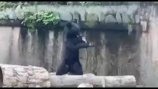 Kung-Fu Bear?