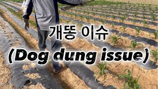 개똥 이슈(Dog dung issue)