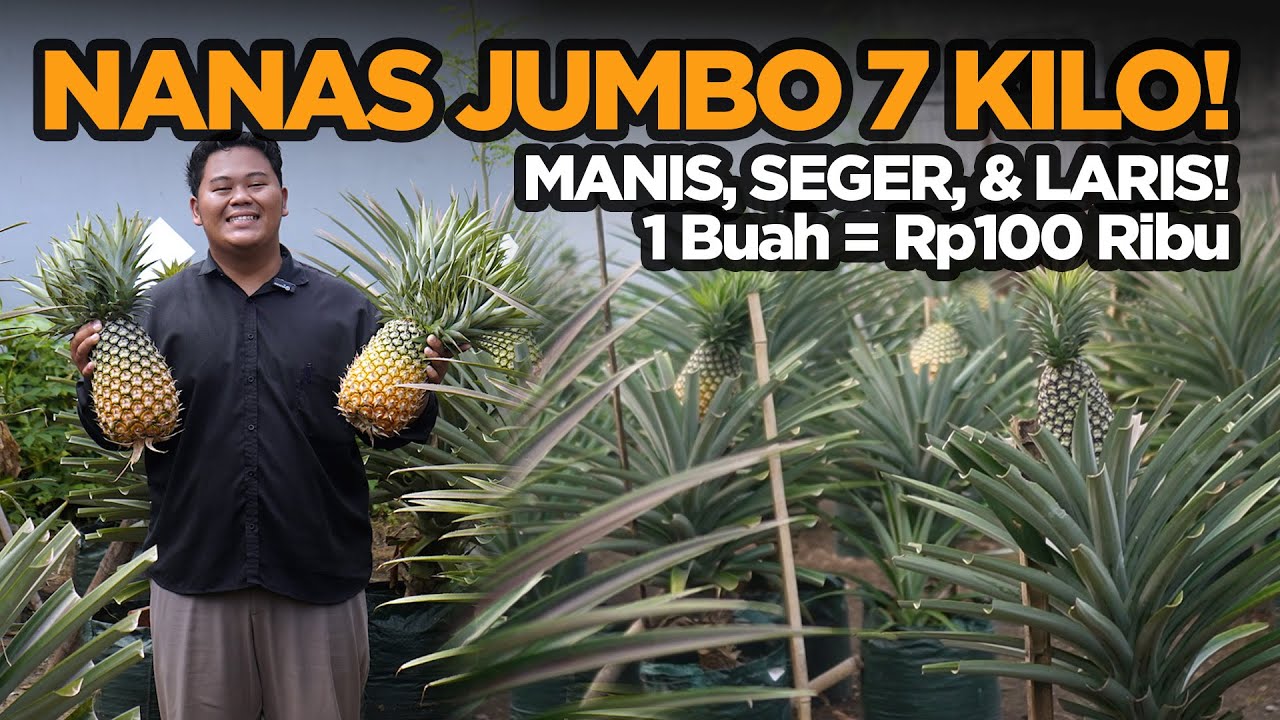 Nanas Jumbo Tanpa Duri! Bisa 7 Kilo Satu Buah & Hasilkan Rp100 Ribu per Tanaman