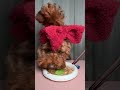 New Year Pup Happiness: What to Feed Your Puppy for Joy