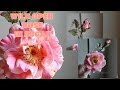 WILD OPEN ROSE GUMPASTE (realistic in sugar wild open rose, leaf and buds by marckevinstyle vlog 4)