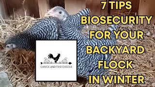 7 Tips Biosecurity For Your Backyard Flock In Winter