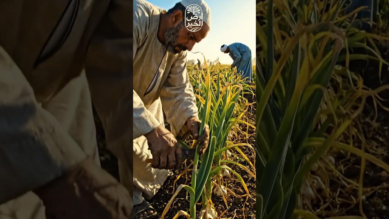 الثوم راسه قد قبضة الإيد.. السر كله في ٢٠ يوم قبل الحصاد