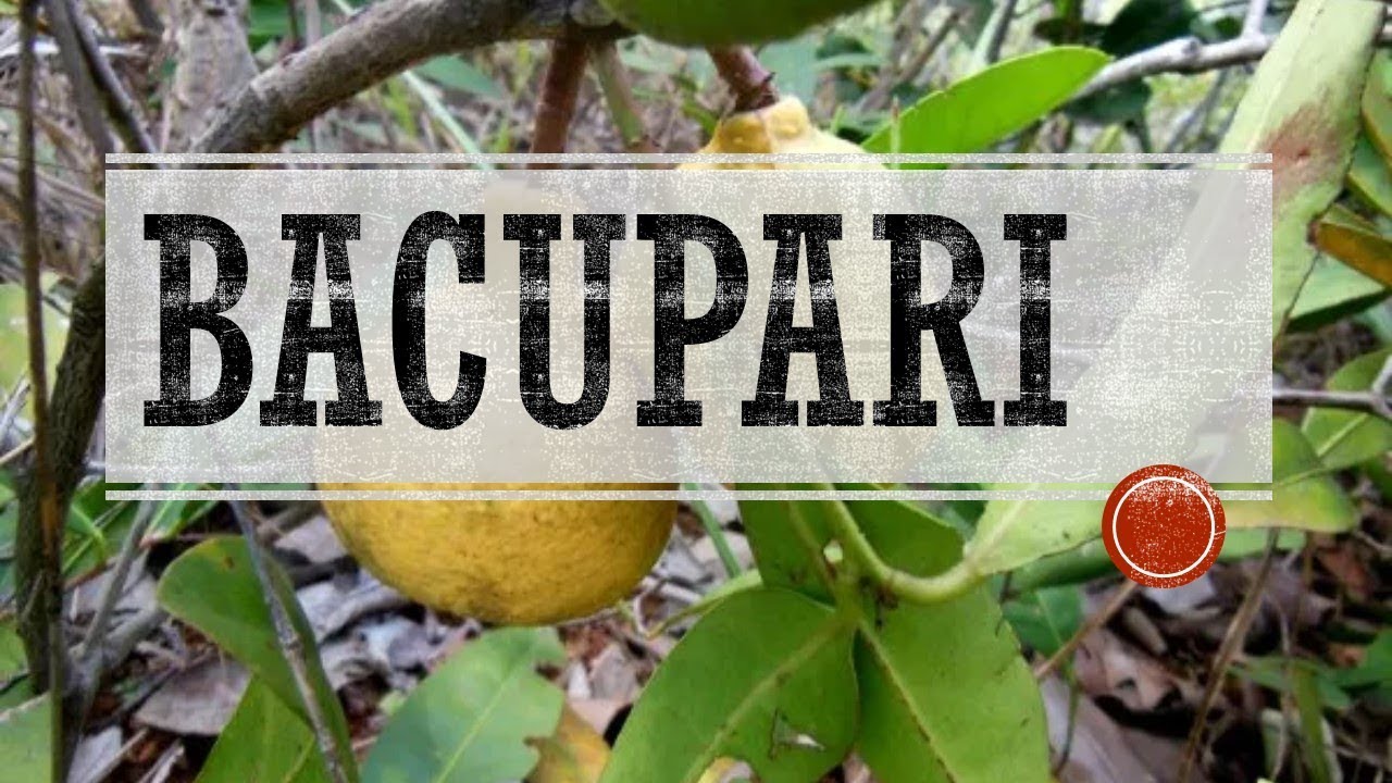 Bacupari-do-cerrado | Frutos Exóticos do Cerrado Brasileiro
