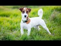 Jack Russell Terrier - Hogarmanía の動画、YouTube動画。