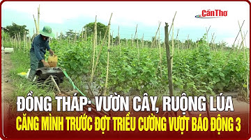Đồng Tháp: Vườn cây, ruộng lúa căng mình trước đợt triều cường vượt báo động 3 | Cần Thơ TV