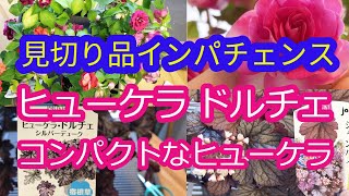 ヒューケラドルチェのハンギングその後/狭い庭にコンパクトなヒューケラ