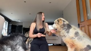 Trying To Exercise When My Dogs Want Attention! (It’s Impossible!!)