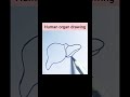 liver drawing #liver #art #drawing #youtube #viral #video #diagram