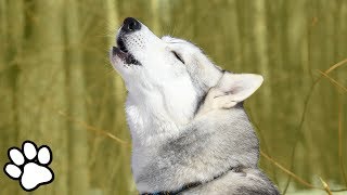 Huskies Singing  | Husky Singing & Talking | #thatpetlife