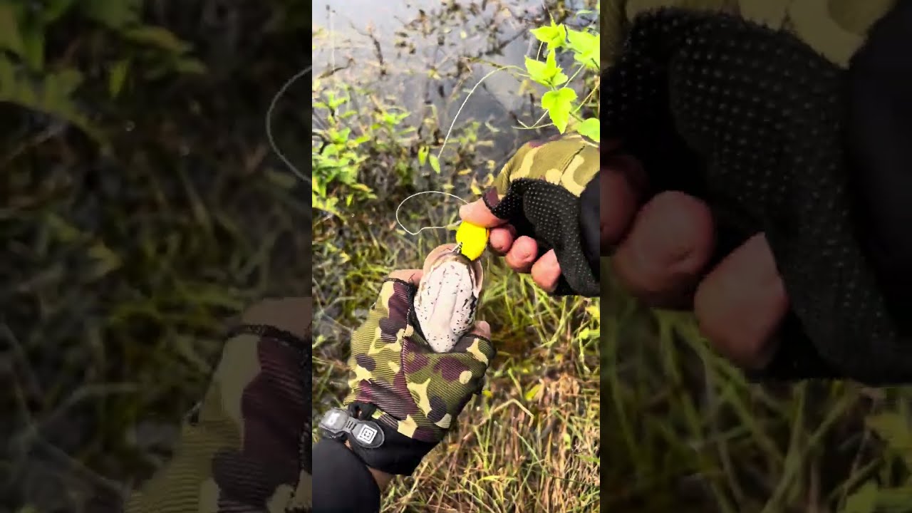 Haruan curut ferindzy..