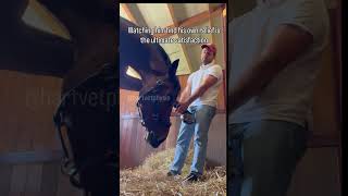 The Horse that STRETCHES Himself! 🤯 (Ultimate Satisfaction) #shorts