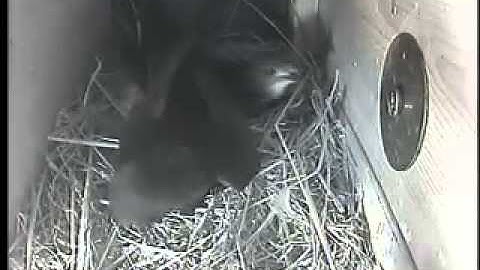 Swifts in nestbox