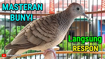 Perkutut Lokal Gacor Suara Pancingan Burung Perkutut Paling Ampuh Langsung Nyaut #perkututlokalgacor