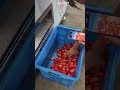 Industrial Peach Pitting and Slicing Machine #fruitprocessing #vegetables