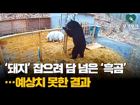 돼지 잡으려 담 넘은 흑곰···예상 못한 변수 맞닥