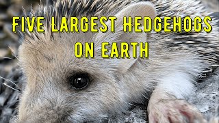 Download Lagu De vijf grootste egels ter wereld MP3