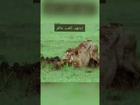 اسد يحفر قبرة بيده