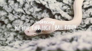 Famous Unboxing my ball python | blue eyed Lucy Net Worth