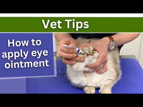 How to apply eye ointment to dogs and cats - Vet Tips