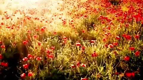 Flowers steppe poppies