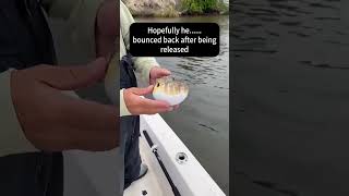 Release fish goen wrong#fyR #fish #fail #funny. #release