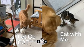 Golden Retriever | Bring Cat to the Back and Share Food with Cat by Dog Lovers 112 views 3 years ago 1 minute, 33 seconds